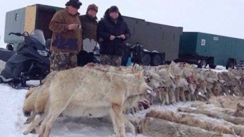Охота на Волков в Якутии. Волчий промысел!