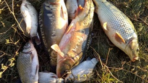 Рыбалка на Михайловских прудах. Ловля карпа. (6 сентября 2016)