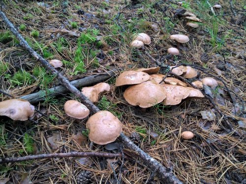 Запоздалые грибы