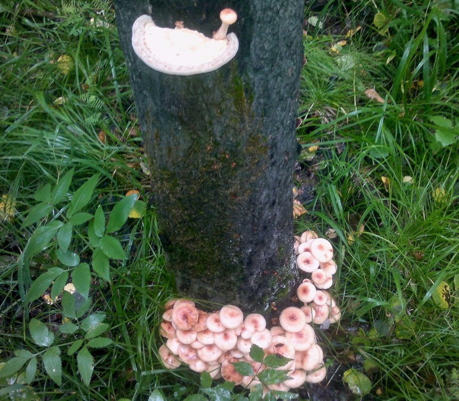Выскочка