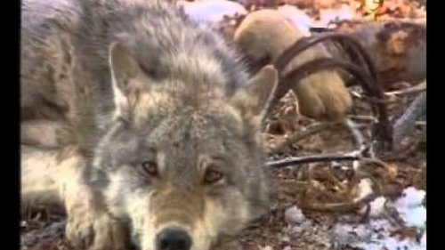 Охота на волка капканами и петлями
