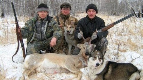 Охота на сибирскую косулю.