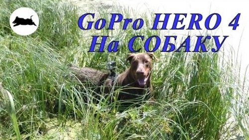 Камера GoPro HERO 4 на собаку для охоты.