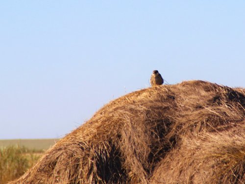 Степной охотник.