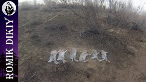 Охота на зайца по чернотропу (Казахстан)