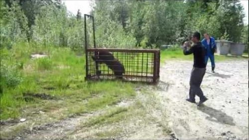 Как ловить медведя мышеловкой... | Bear in birdcage