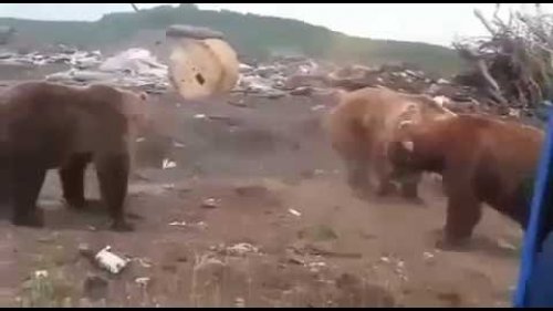 Голодные медведи на Сахалине 2016