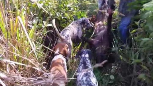 На кабана с собаками (Бразилия - 2016)