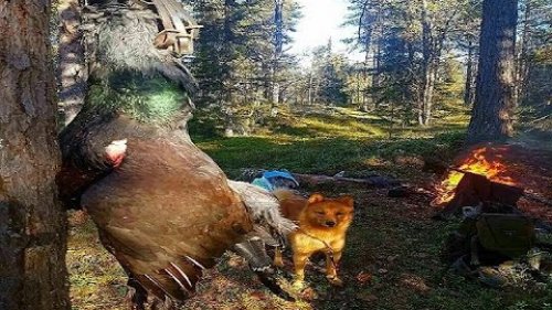 Охота на боровую дичь. Из цикла |Охотничьи экспедиции|