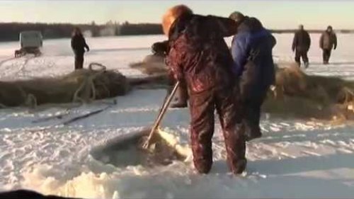 Зимняя рыбалка на невод в Якутии.  Мунха.
