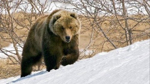 Охота на медведя на полярном  Урале. Вторая часть.