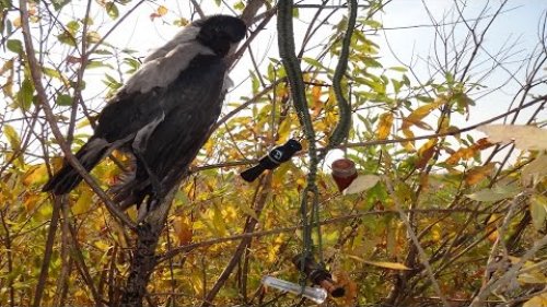 Crow hunting/Охота на ворону. Утиный манок на ворону?
