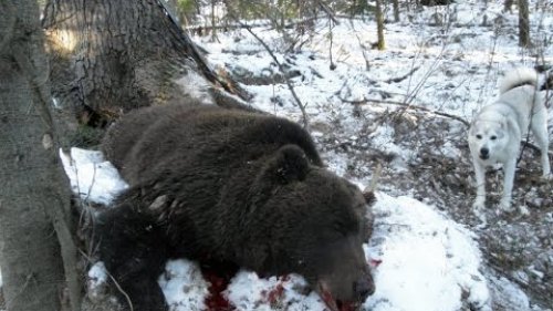 Охота на Медведя на Сахалине! Опасная охота.