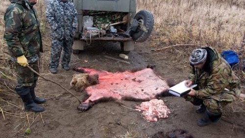 Браконьерство! Как незаконно  добывают лосей и медведей на северах!