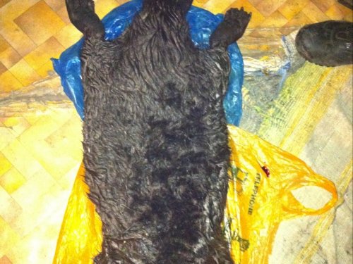 2016 год кемеровская область г. Киселевск