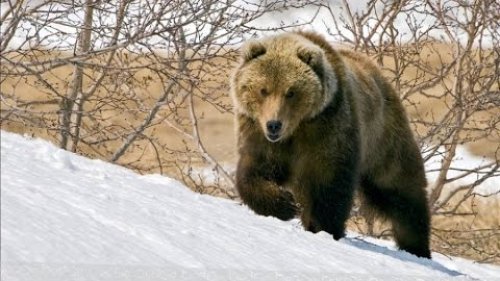 Охота на медведя на полярном Урале