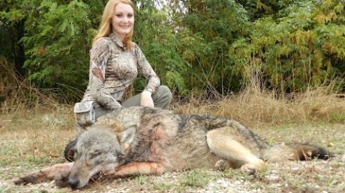 Охота на волка в Дагестане