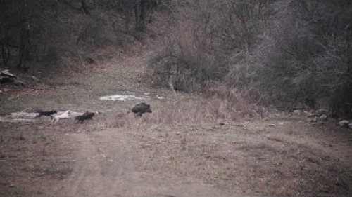 Охота на кабана в Болгарии