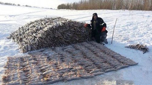 Рыбный промысел. Загар рыбы.