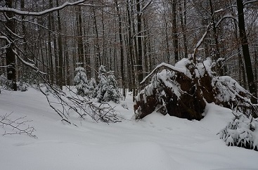 Лес опустевший и "больной".