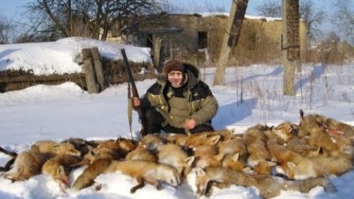 охота на лисицю з манком