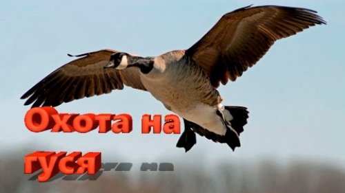 Охота на гуся в Вологодской области