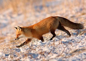 Охота на лис