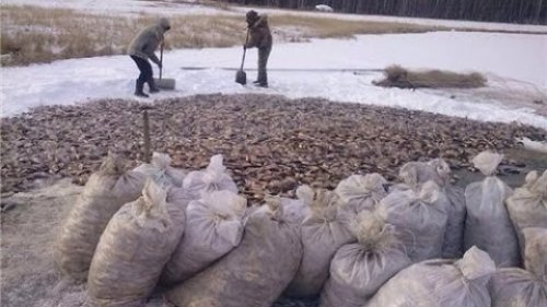 Рыбный промысел. Зимний невод.