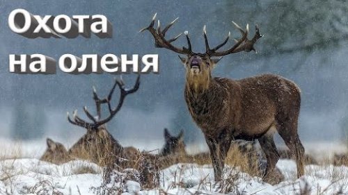 Охота на оленя в Якутии