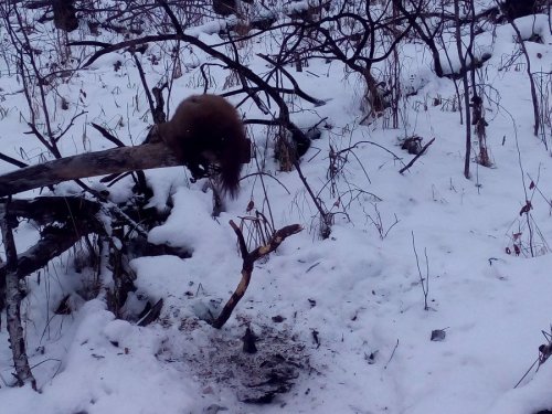 Такие звери есть в коченёвском районе