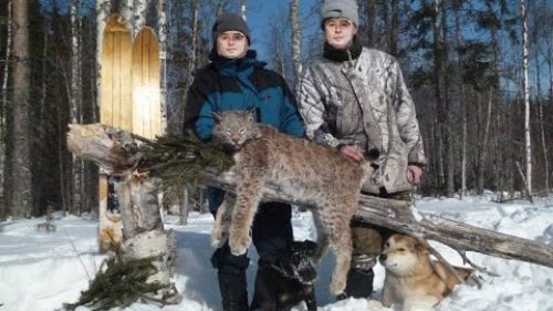Охота на рысь - видео (новинки + архив) / Смотреть бесплатно / Сибирский  охотник