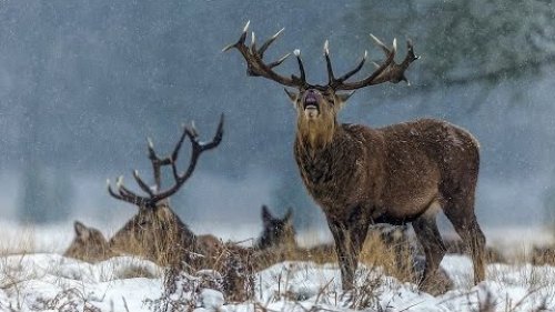 Охота на оленя в Якутии
