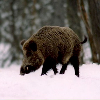 Диким животным помогают перенести сложности сибирской зимы