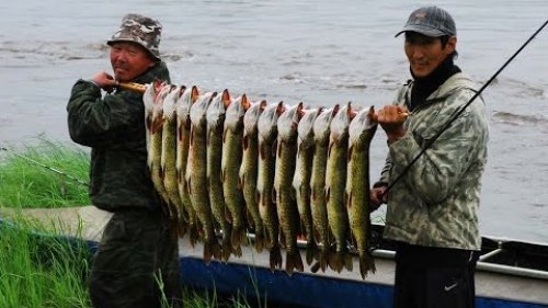 Замечательная рыбалка на рек Туолба