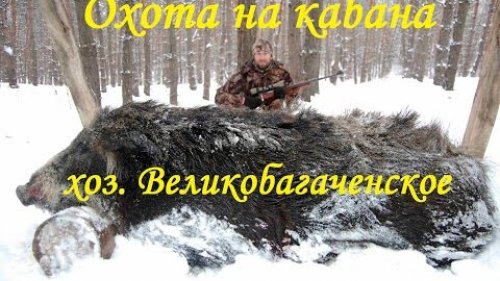 Охота на кабана в хозяйстве Великобагачанское (Полтавская обл.)