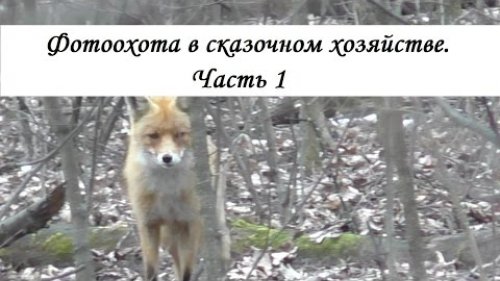 Фотоохота в сказочном хозяйстве. Часть 1.