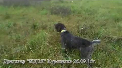 Охота с дратхааром Видео! Видео сёрфинг Охота с дратхааром Видео! Видео сёрфинг