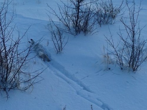 листопадник