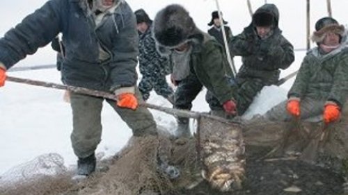 Древнейший традиционный вид рыбалки якутов - Куйуур.