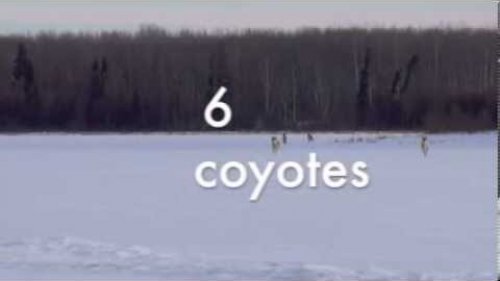 coyote hunting-6 PACK!!!!!