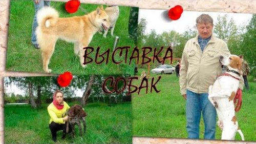 Выставка охотничьих собак. Омск-2015