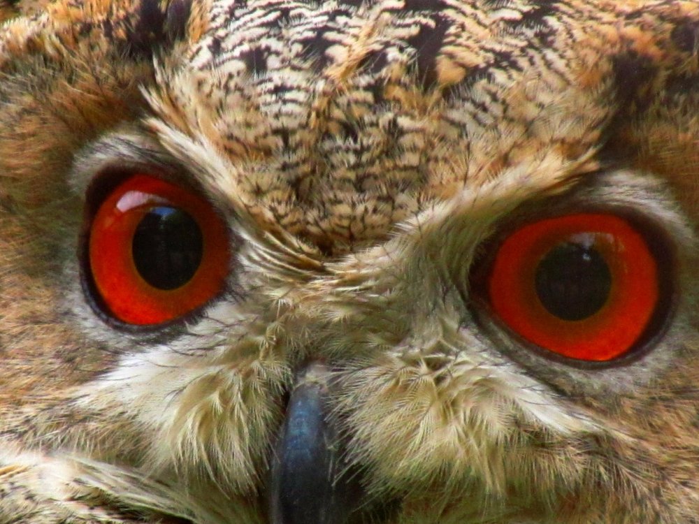 Офигительные глаза филина из Алматинского зоопарка