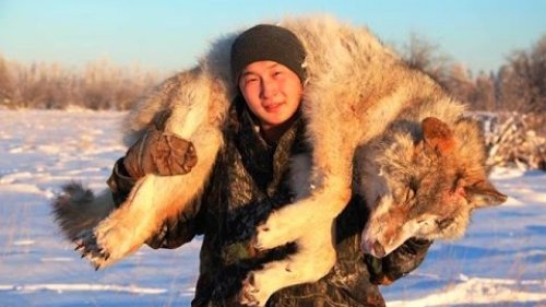 Охота на волка в Якутии.