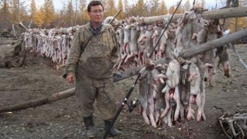 Охота на зайца в Якутии.
