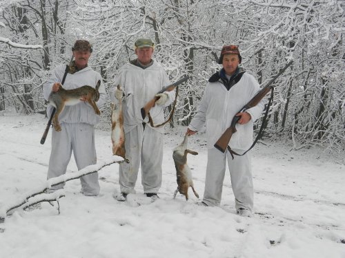 Снег и зайцы