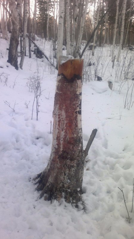 И зимой приходят