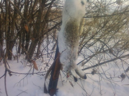 Пороша,тропление,крупный экземпляр.