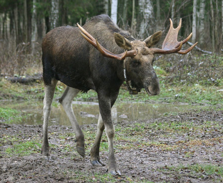 В 2017 году планируют открыть охоту на лося в Омской области