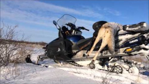 Охота на волков - 2016 (Казахстан)