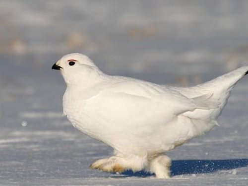 Охота на эту белую куропатку в омском регионе запрещена.